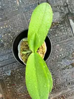 Phalaenopsis Pulcherrima (4N) "Wilson"