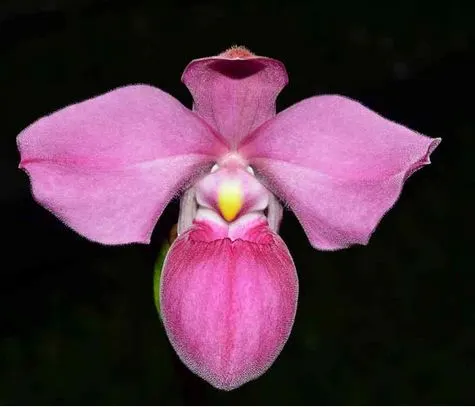 Phragmipedium Samuel Crothers (Phragmipedium)