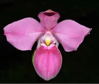 Phragmipedium Samuel Crothers (kovachii x fischeri)