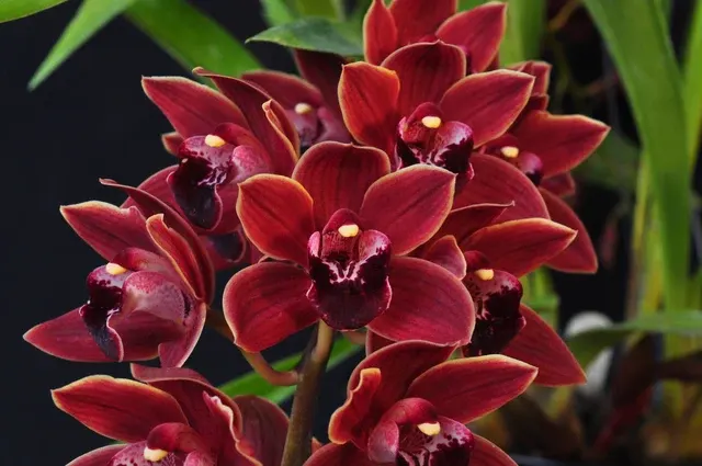 Cymbidium Bermagui HCC/AOS, B/CSA, Pendulous 'Cappuccino'