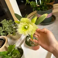 Rhyncholaeliocattleya Orglade’s Moon Cheese