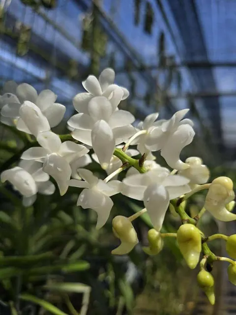 Aerides odorata 'alba' (Aerides)