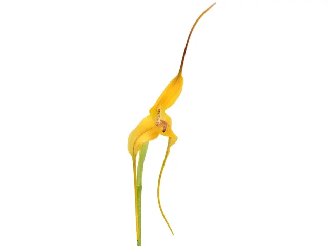 Masdevallia discolor (Masdevallia)