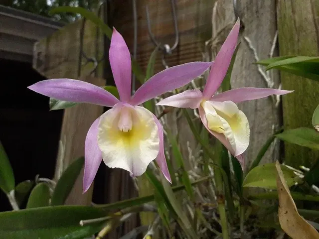 Brassocattleya North Miami 4in