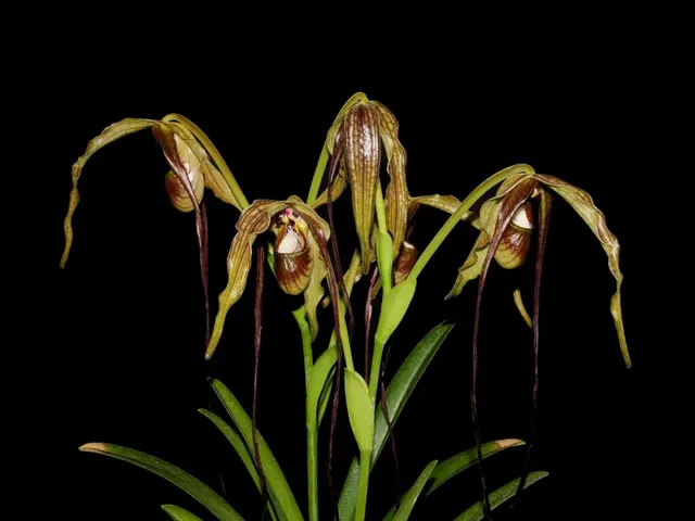 Phragmipedium Majestic Tresses (Phragmipedium)