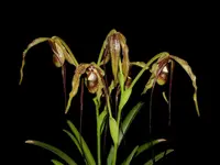 Phrag. Majestic Tresses, Blooming Size, Shipping Included