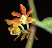 Trichoglottis amesiana