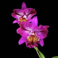 Meloara (Cattleya) Ching Sun Bright Star - parfumata