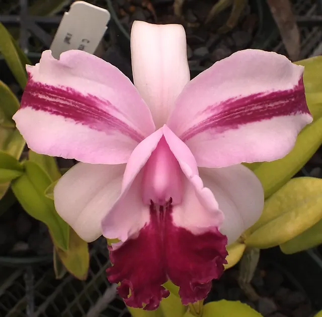 Cattleya intermedia 'Odom's Red' (Cattleya)
