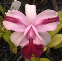 Cattleya intermedia v. aquinii 'Odom's Red' x self.