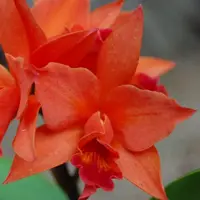 Lc Firedance 'Patricia' Blooming size compact growing cattleya orchid clone.
