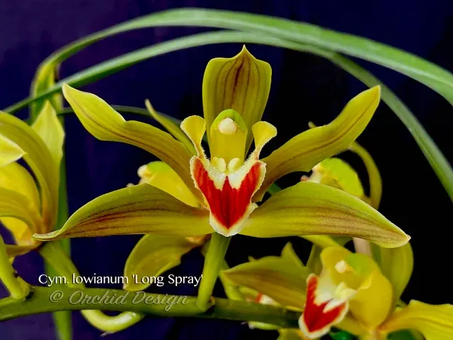 Cymbidium lowianum 'Long Spray' (Cymbidium)