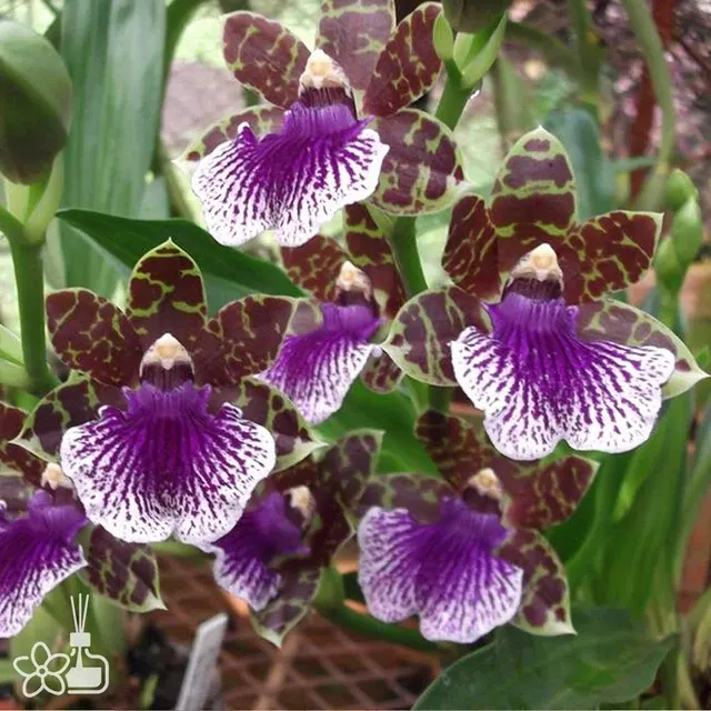Zygopetalum Titanic