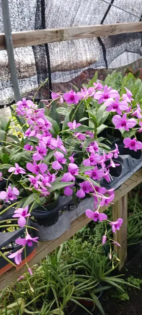 Dendrobium Zechia Lynn (Dendrobium)