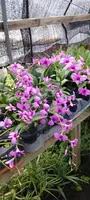 Orchid Dendrobium Zechia Lynn various sizes