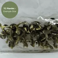 Anoectochillus Silver Silk Variegated (TC Plantlet) - Preorder