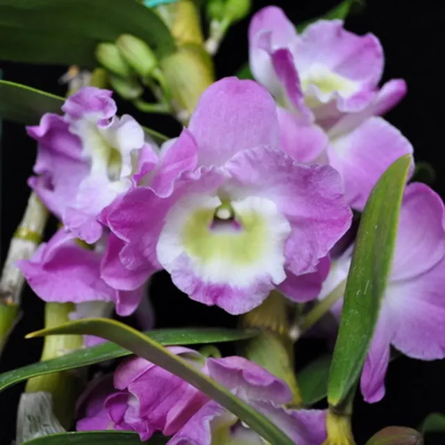 Dendrobium Violet Fizz 'Luna' (Dendrobium)