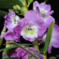 In Buds Fragrant – Dendrobium Violet Fizz ‘Luna’ (4” pot)