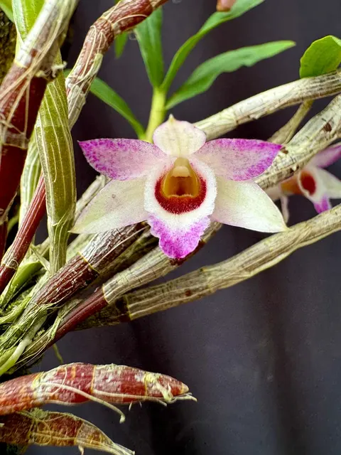 Dendrobium Tropic Mini Gem (Dendrobium)