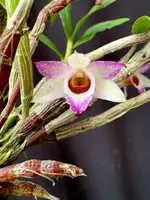 Dendrobium Tropic Mini Gem