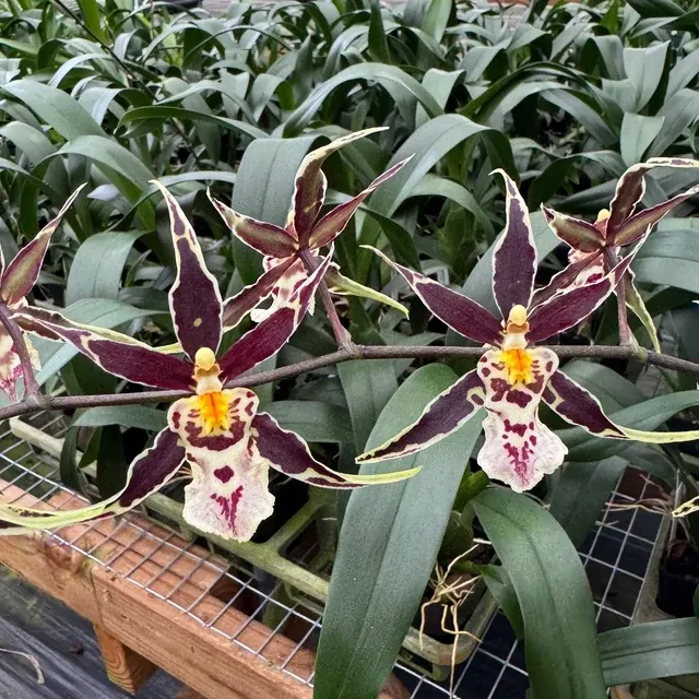 Brassidium Golden Gamine - Buds 'White Knight' (Brassidium)