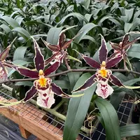 Brassidium Golden Gamine 'White Knight' - Buds
