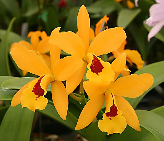 Laeliocattleya Gold Digger 'Orglade's Mandarin' (Laeliocattleya)