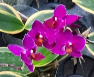 Phalaenopsis Sogo Yenlin 'Variegated Coffee'