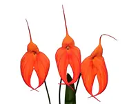 Masdevallia Ellisiana