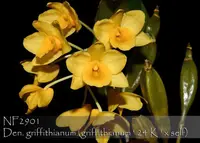 Den. griffithianum 'Note : Mounted ' (griffithianum ' 24 K ' x self )