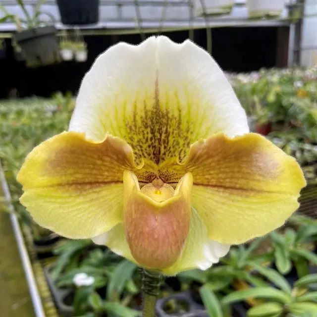 Paphiopedilum Yellow Meatloaf