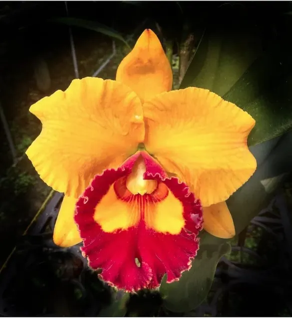 Cattleya Alliance: Rlc. Chief Sunlight 'Yellow Ruby' (Cattleya)