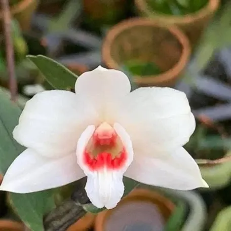 Dendrobium multilineatum