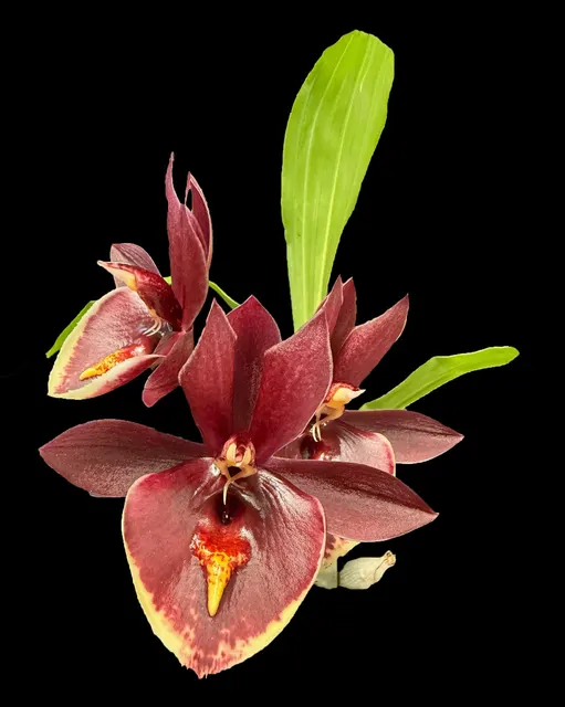Catasetum Penang 'CF Bordeaux' (Catasetum)