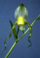 Paphiopedilum stonei fma album