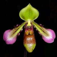 Paph. hookerae-MS