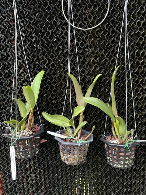 Rhyncholaeliocattleya Kyle ‘Heart Of Gold’ (Rhyncholaeliocattleya)