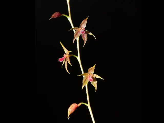 Platystele oxyglossa (Platystele)
