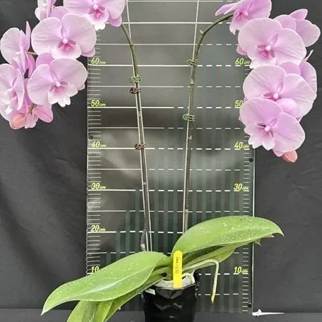 Phalaenopsis Charming Pink Fantasy (Phalaenopsis)