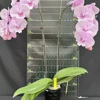 Phalaenopsis Charming Pink Fantasy 2.5"