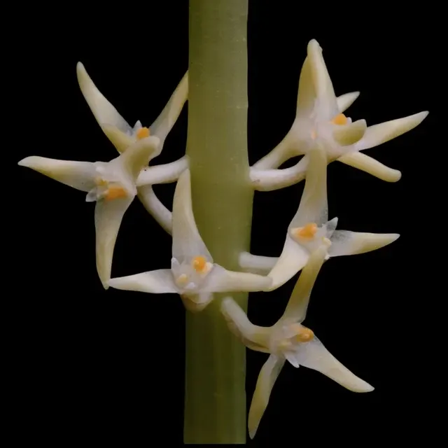 Bulbophyllum odoratum