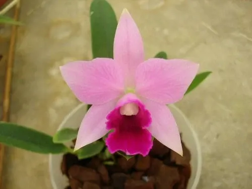 Laeliocattleya MINI PURPLE