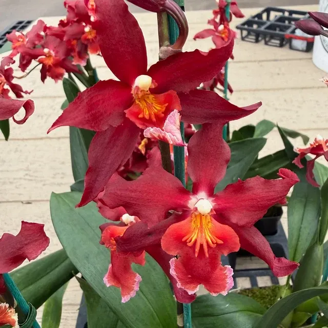 Oncidium Aloha Kapoho - - Buds (Oncidium)