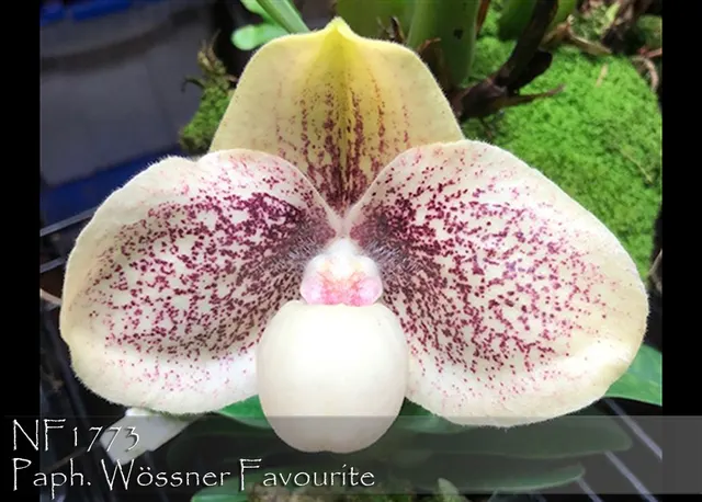 Paphiopedilum Wössner Favourite 'Note : Only 9 Available' (Paphiopedilum)