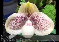 Paph. Wössner Favourite 'Note : only 9 available ' (hangianum 'Bear-2' x godegroyze 'Bear' BM/TOGA )