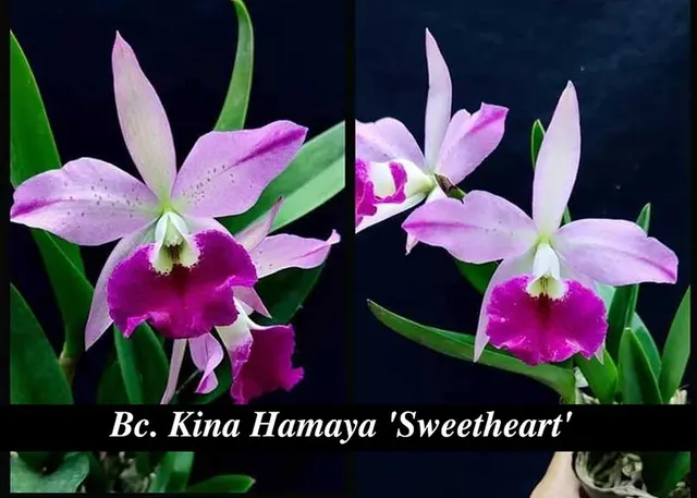 Brassocattleya Kina Hamaya 'Sweetheart , Note : Proven Bloomer' (Brassocattleya)