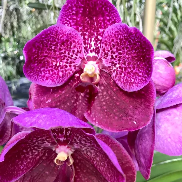 Vanda Robert Pink' - IN BUDS 'S Delight'