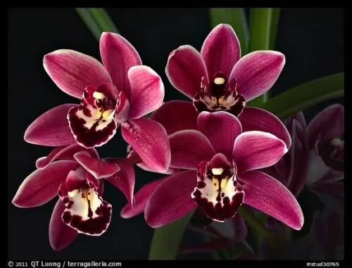 Cymbidium Cherry Cola