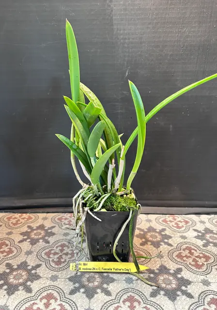 Brassocattleya Moi (Brassocattleya)