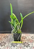 Bc. Moi ( B. nodosa 2N x C. Fascelis 'Father's Day')